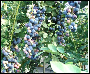 ノーザンハイブッシュ系 サザンハイブッシュ系 ラビットアイ系 Bule Berry はるな園は 有機 無農薬で６００本程 地植えしている 摘み取り観光農園です
